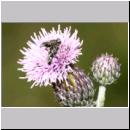 Oxybelus bipunctatus - Fliegenspiesswespe 01 5mm Paarung - Sandgrube Niedringhaussee.jpg